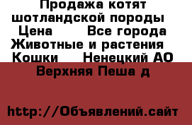 Продажа котят шотландской породы › Цена ­ - - Все города Животные и растения » Кошки   . Ненецкий АО,Верхняя Пеша д.